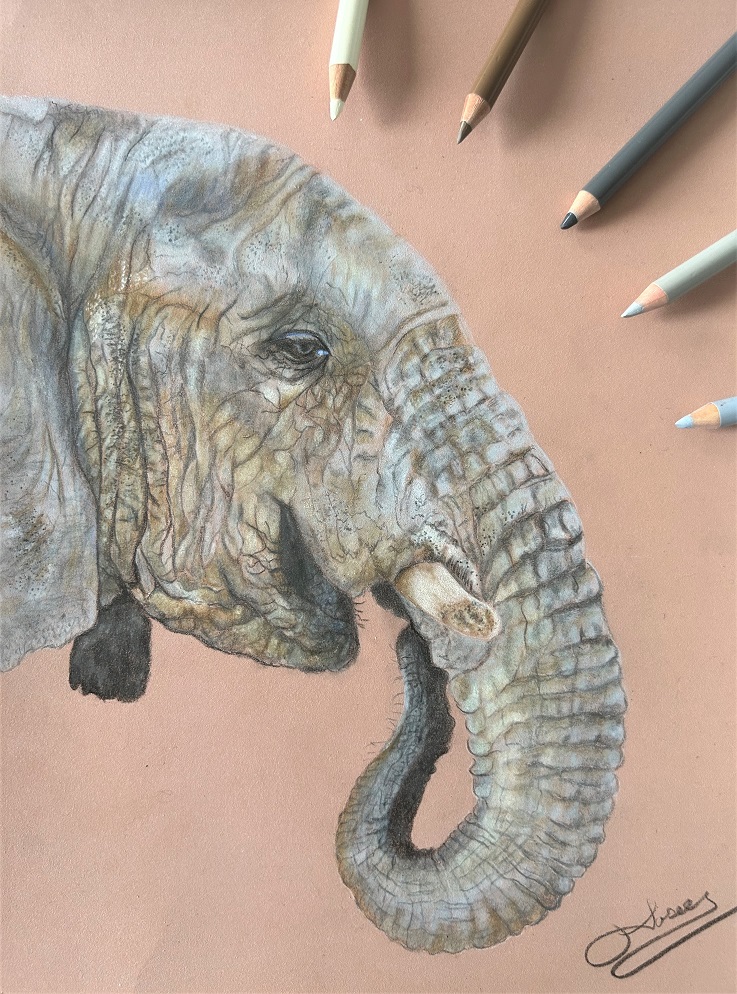 Dessin aux crayons de bois: L'éléphant